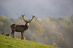 red deer