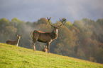 red deer