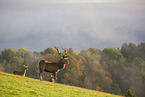 red deer