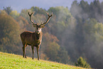 red deer