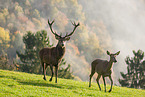 red deer