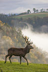 red deer