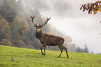 red deer