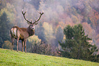 red deer