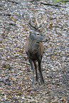 red deer