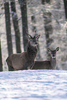 red deer