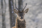 red deer