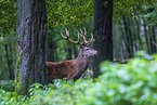 red deer