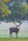 red deer