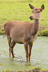red deer