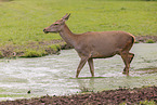 red deer