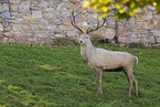 red deer