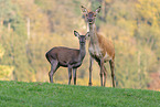 red deer