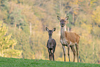 red deer