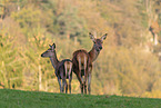red deer
