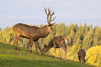 red deer