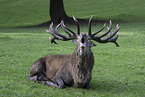 Red deer