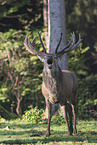 red deer