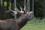 red deer