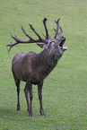 red deer