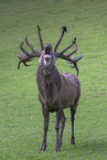 red deer