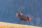 red deer