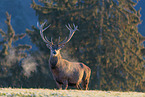red deer