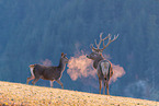 red deer