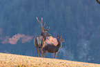 red deer