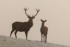 red deer