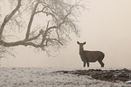 red deer
