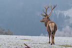 red deer