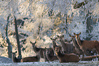 red deer