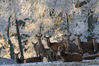 red deer