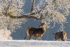 red deer