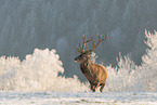 red deer