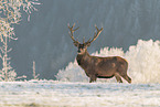 red deer