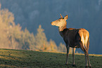 red deer