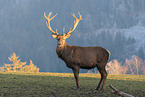 red deer