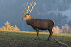 red deer