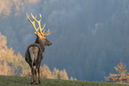 red deer