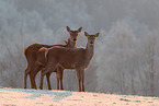 red deer