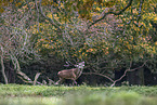 red deer