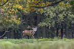red deer
