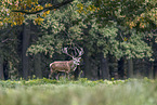 red deer