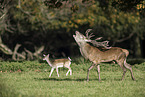red deer