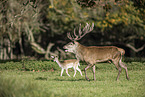 red deer