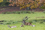 red deer