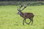 red deer