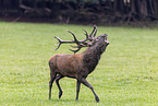 red deer
